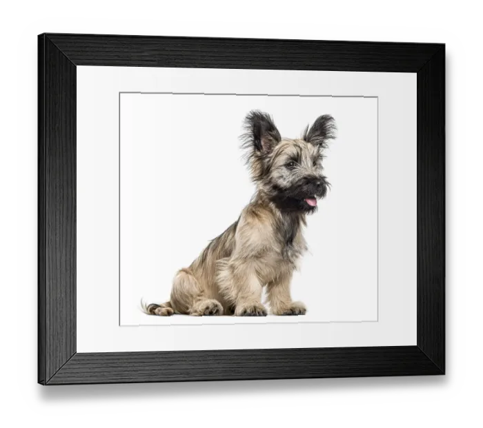 Framed Print : Skye Terrier dog sitting and looking away isolated on white