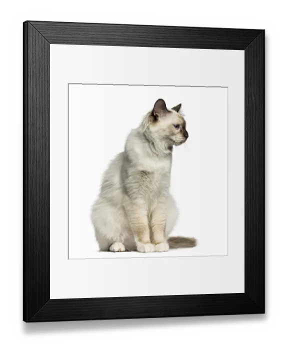 Framed Print : Front view of a Birman cat looking away isolated on white Framed Print : Front view of a Birman cat looking away isolated on white