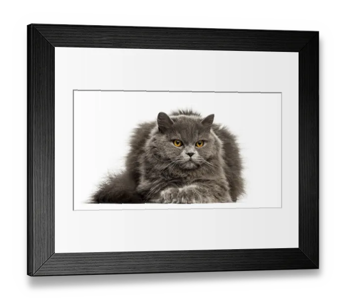 Framed Print : Front view of a British Longhair cat lying down isolated on white Framed Print : Front view of a British Longhair cat lying down isolated on white