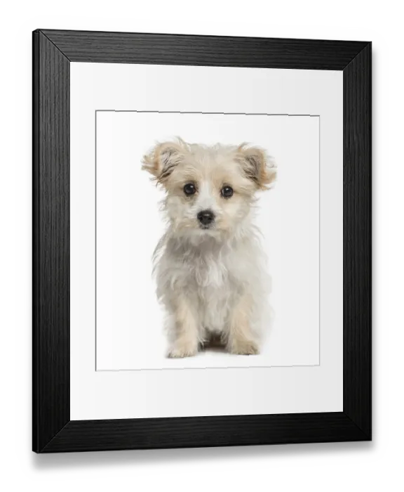 Framed Print : Crossbreed dog looking at the camera Framed Print : Crossbreed dog looking at the camera