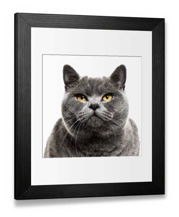 Framed Print : Close-up on a Grey british shorthair cat