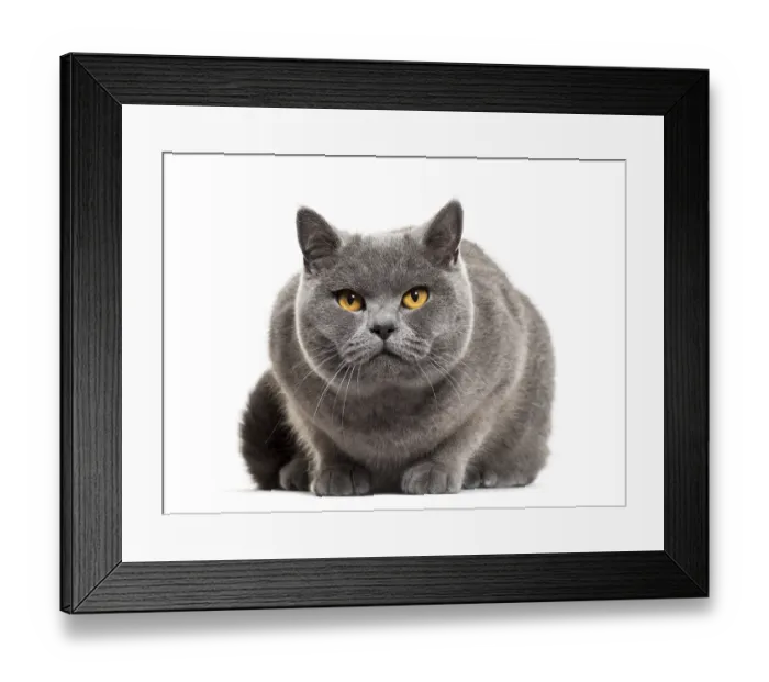 Framed Print : Grey british shorthair cat, isolated on white