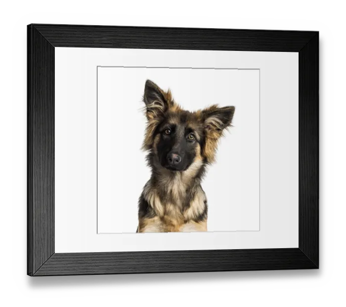 Framed Print : Close-up of a German Shepherd Dog puppy