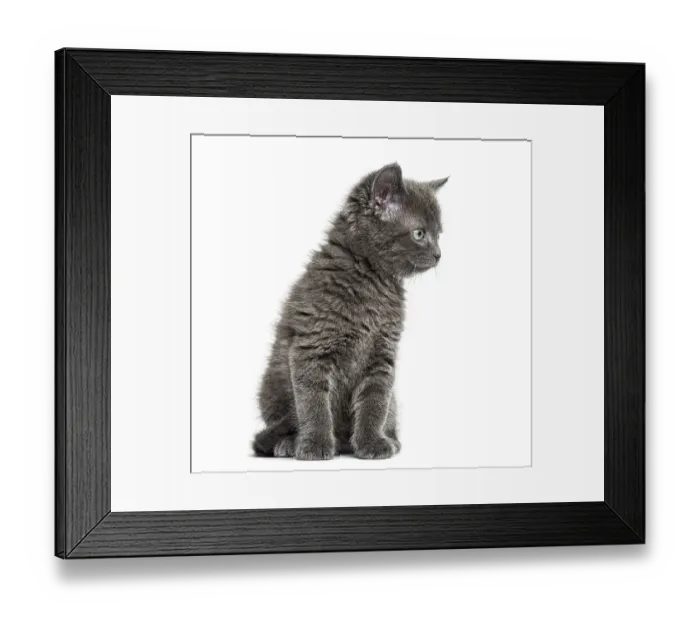 Framed Print : Grey kitten British Shorthair sitting Framed Print : Grey kitten British Shorthair sitting