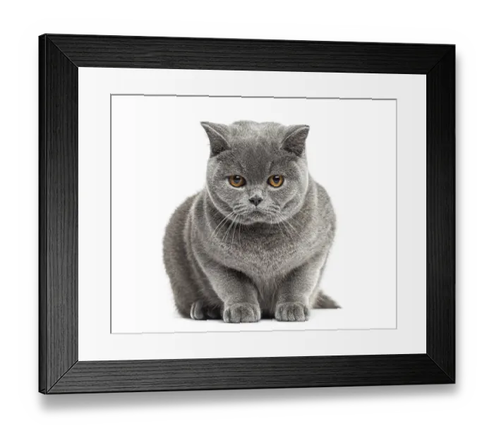 Framed Print : Front view of a British Shorthair