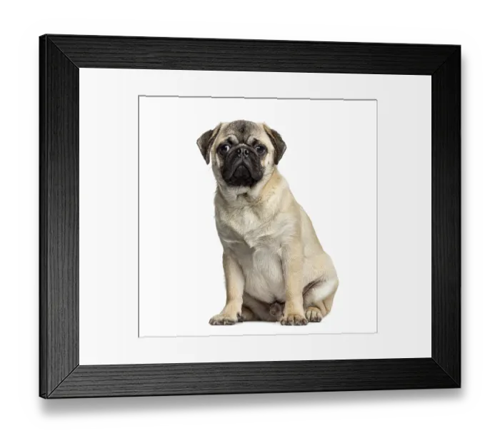 Framed Print : Pug sitting, 7 months old, isolated on white Framed Print : Pug sitting, 7 months old, isolated on white