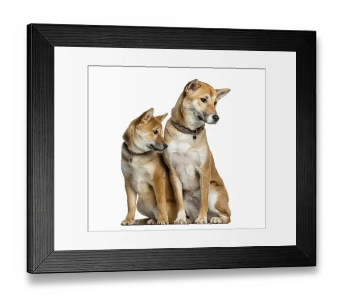 Framed Print : Two Shiba Inu, 1 year and 6 months old looking away Framed Print : Two Shiba Inu, 1 year and 6 months old looking away