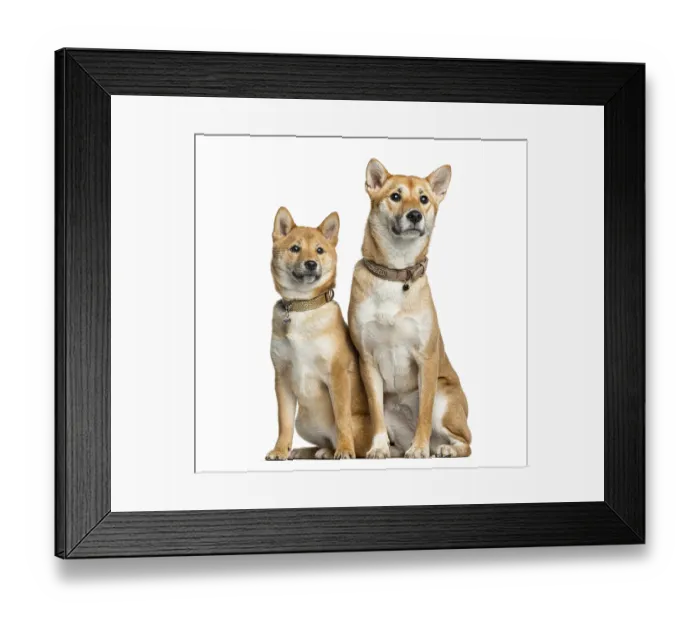 Framed Print : Two Shiba Inu, 1 year and 6 months old sitting