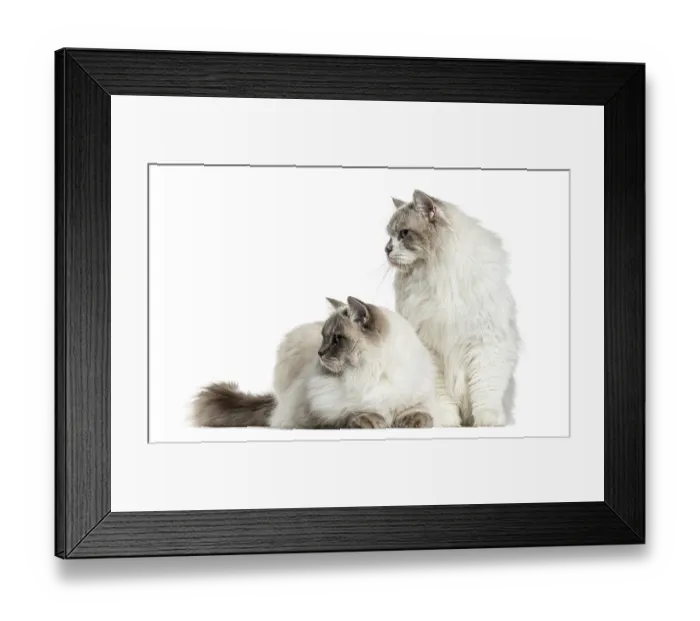 Framed Print : Two ragdolls sitting and lying, isolated on white