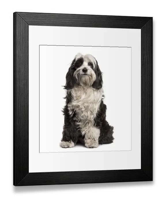 Framed Print : Tibetan Terrier sitting, isolated on white