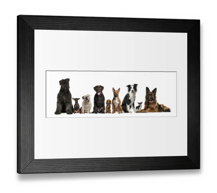 Framed Print : Group of dogs facing camera, isolated on white