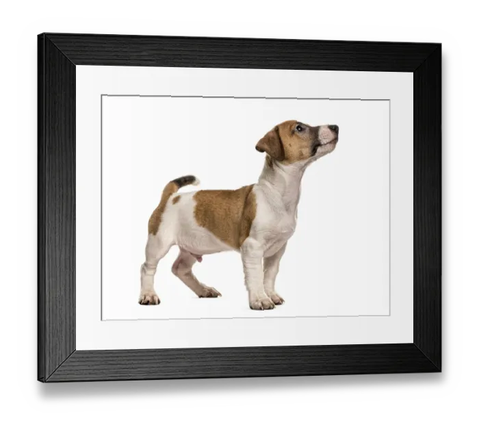 Framed Print : Jack russell standing looking up Framed Print : Jack russell standing looking up
