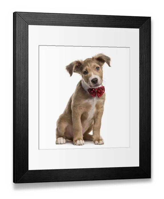 Framed Print : Mixed breed dog with a bow tie, isolated on white