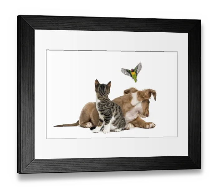 Framed Print : Cat, dog and bird, isloated on white Framed Print : Cat, dog and bird, isloated on white