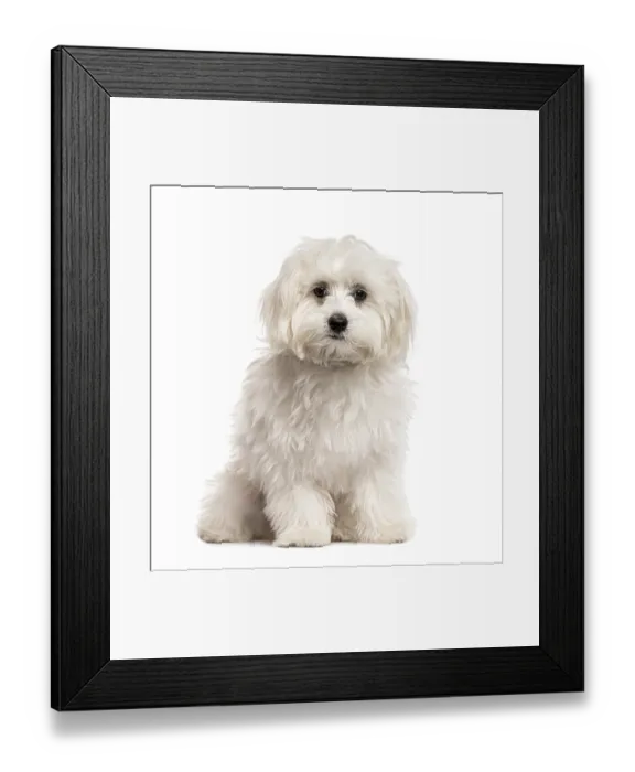 Framed Print : White Bichon sitting, isolated on white Framed Print : White Bichon sitting, isolated on white
