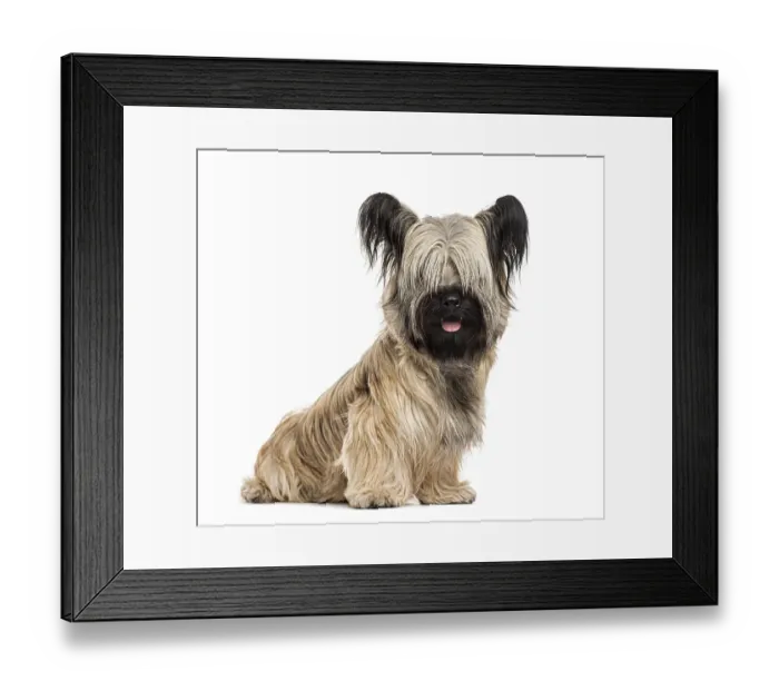 Framed Print : Skye terrier sitting, isolated on white