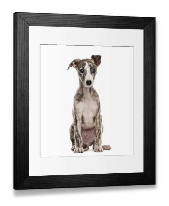 Framed Print : Whippet sitting, 2, 5 months, isolated on white