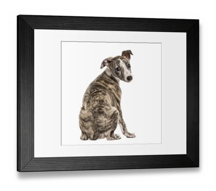 Framed Print : Rear view of a whippet looking backwards