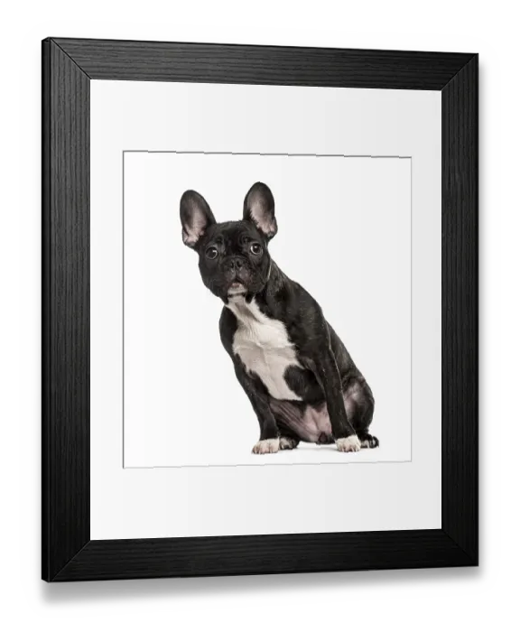Framed Print : French Bulldog sitting, isolated on white