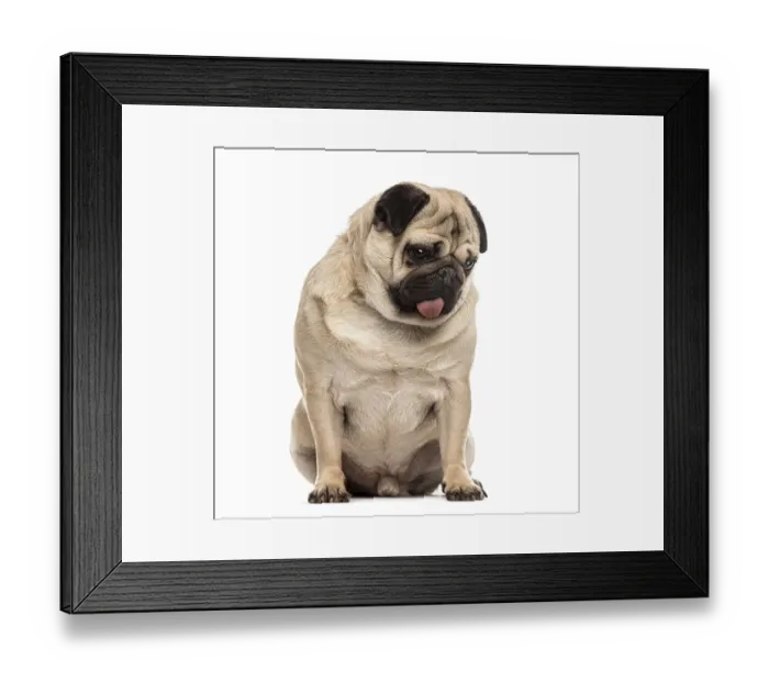 Framed Print : Pug sitting sticking the tongue, isolated on white