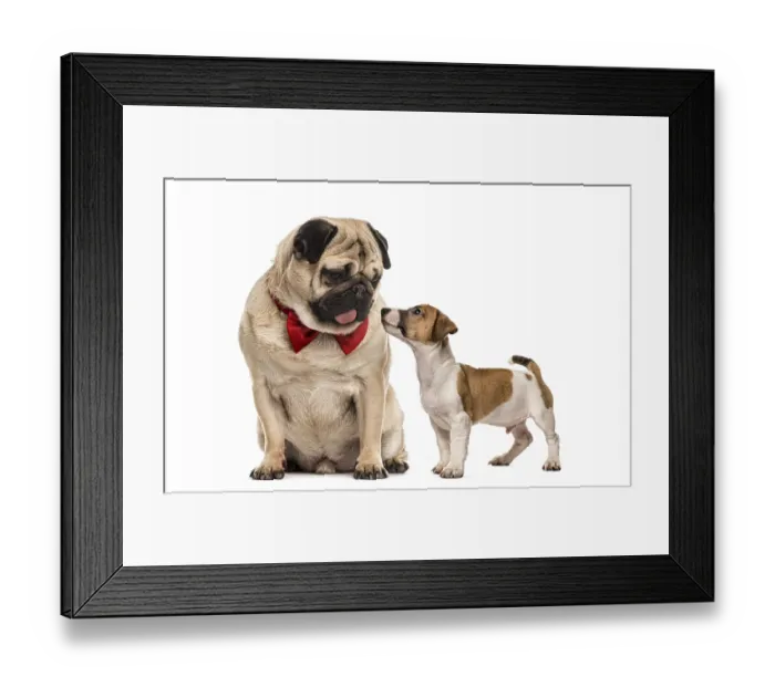 Framed Print : Pug with bow tie looking at a dachshund Framed Print : Pug with bow tie looking at a dachshund