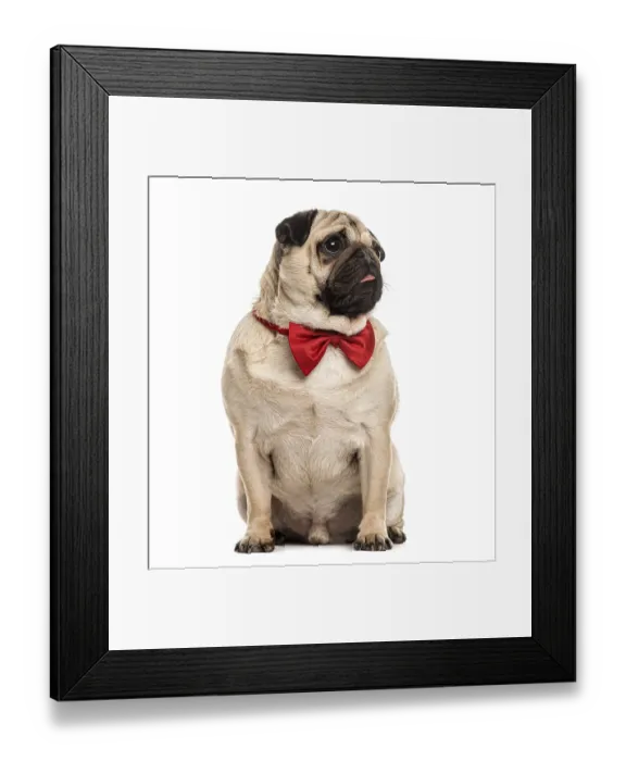 Framed Print : Pug with a red bow tie sitting, isolated on white Framed Print : Pug with a red bow tie sitting, isolated on white