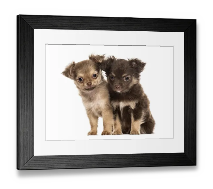 Framed Print : Two puppies chihuahua, 2 months sitting