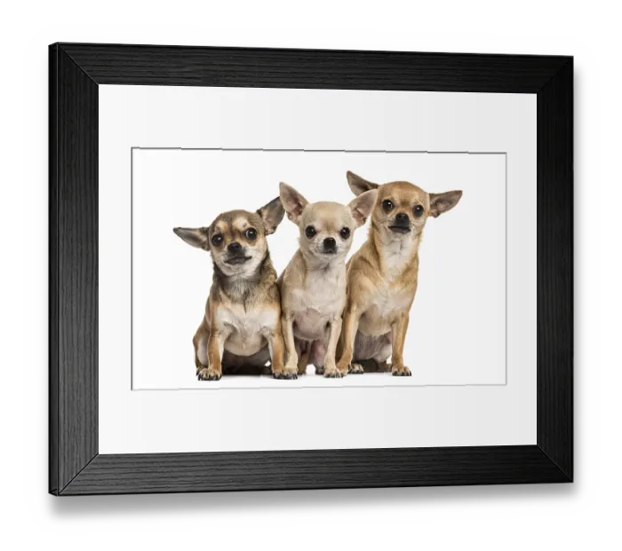 Framed Print : Three chihuahuas sitting, isolated on white