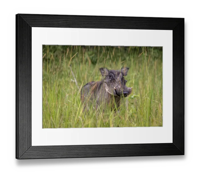 Framed Print : Warthog (Phacochoerus africanus) standing in tall grass