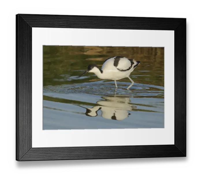 Framed Print : Saber snapper, Recurvirostra avosetta Framed Print : Saber snapper, Recurvirostra avosetta