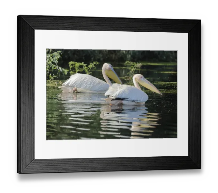 Framed Print : Great white pelican, Pelecanus onocrotalus Framed Print : Great white pelican, Pelecanus onocrotalus