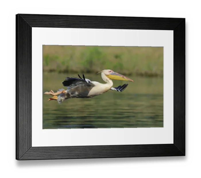 Framed Print : Great white pelican, Pelecanus onocrotalus