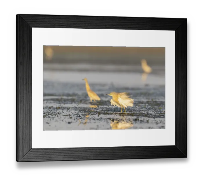 Framed Print : Egret (Ardeola ralloides), bird Framed Print : Egret (Ardeola ralloides), bird