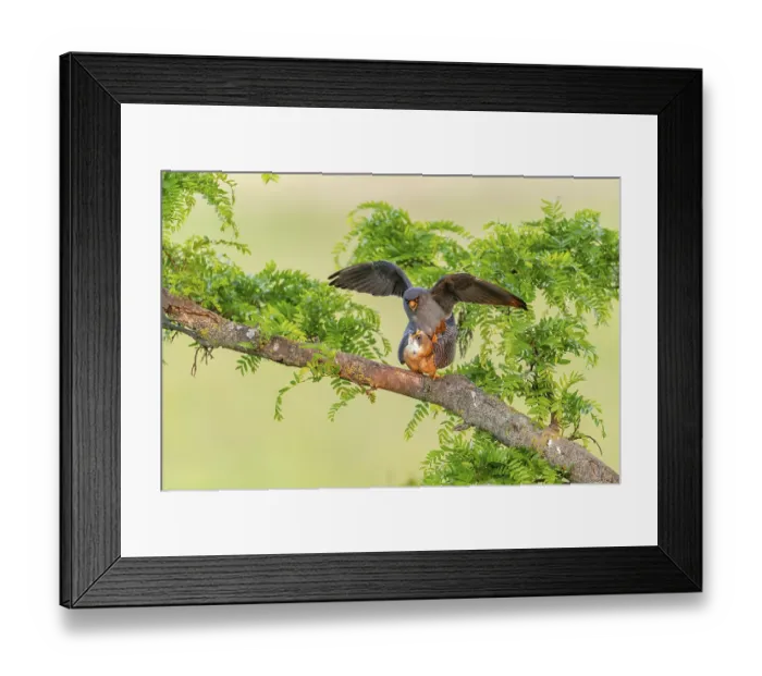 Framed Print : Red-footed falcon (Falco vespertinus) copulation on branch Framed Print : Red-footed falcon (Falco vespertinus) copulation on branch
