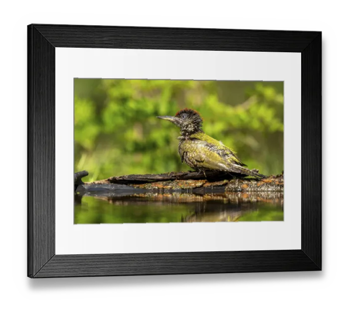 Framed Print : Greeting woodpecker (Picus viridis) Framed Print : Greeting woodpecker (Picus viridis)