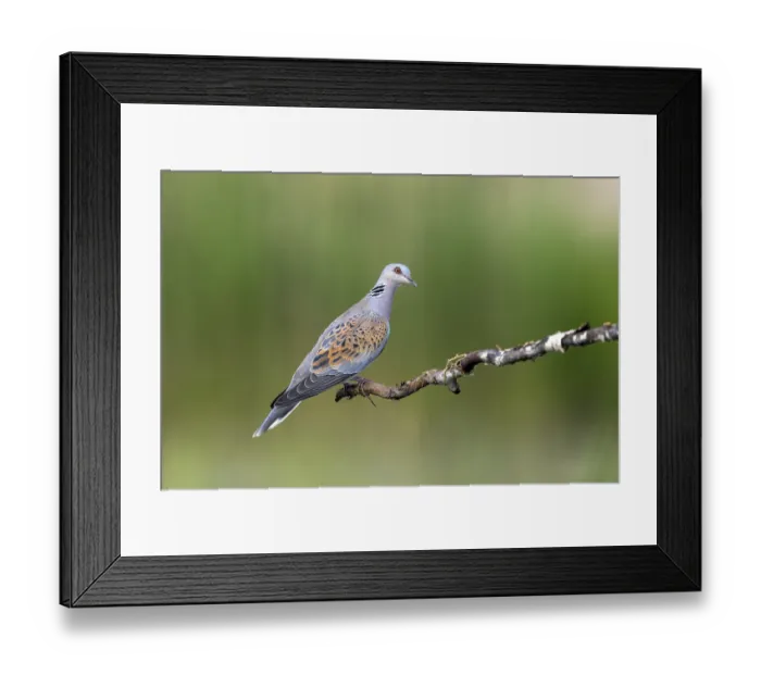 Framed Print : Lovebird (Streptopelia turtur) Framed Print : Lovebird (Streptopelia turtur)