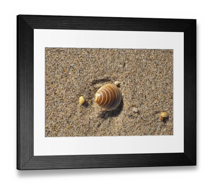 Framed Print : Sea shell on the sandy beach