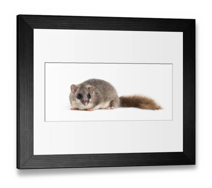 Framed Print : Edible Dormouse or Fat Dormouse