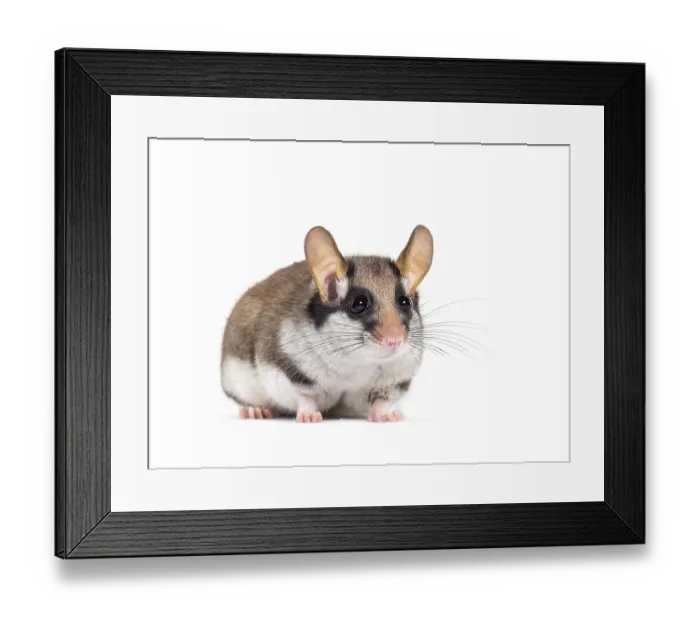 Framed Print : Garden Dormouse, Eliomys quercinus