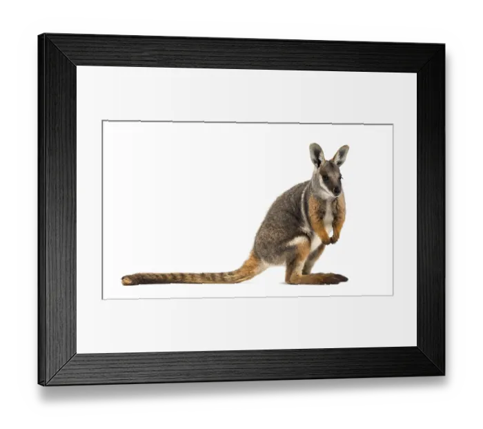 Framed Print : Yellow-footed rock-wallaby, Petrogale xanthopus