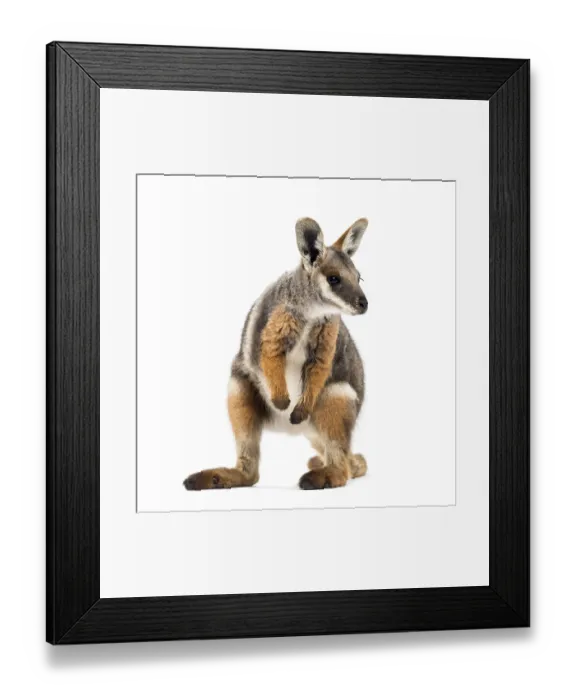 Framed Print : Yellow-footed rock-wallaby, Petrogale xanthopus Framed Print : Yellow-footed rock-wallaby, Petrogale xanthopus