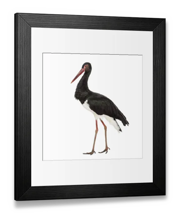 Framed Print : Black stork, Ciconia nigra, walking against white background