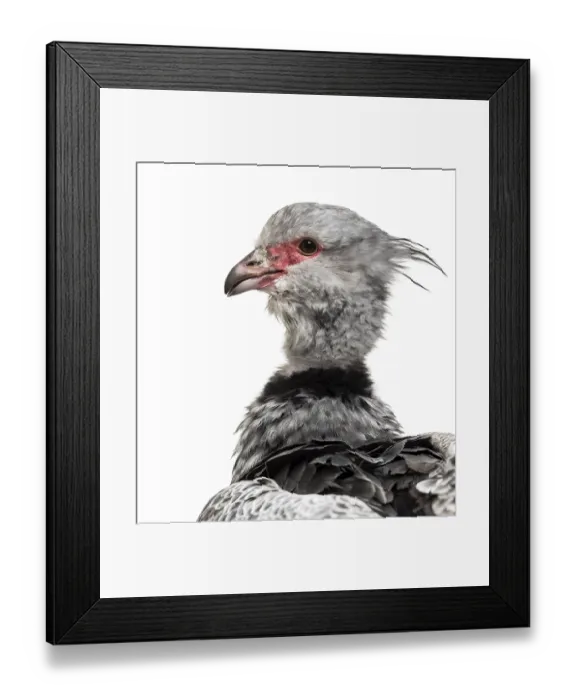 Framed Print : Southern Screamer, Chauna torquata