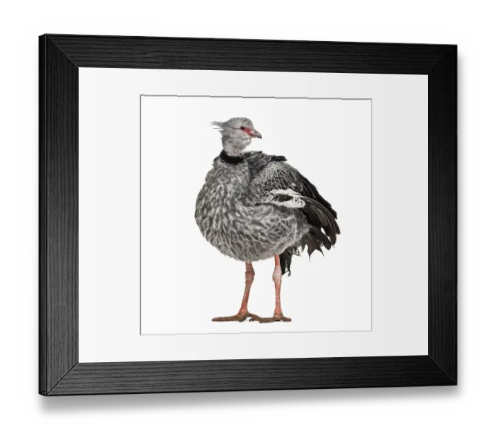 Framed Print : Southern Screamer, Chauna torquata