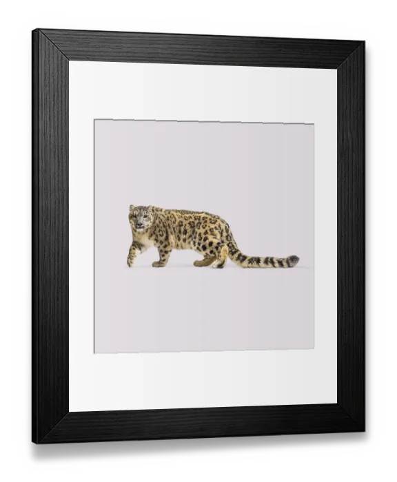 Framed Print : Studio shot of beautiful snow leopard walking on colored background Framed Print : Studio shot of beautiful snow leopard walking on colored background