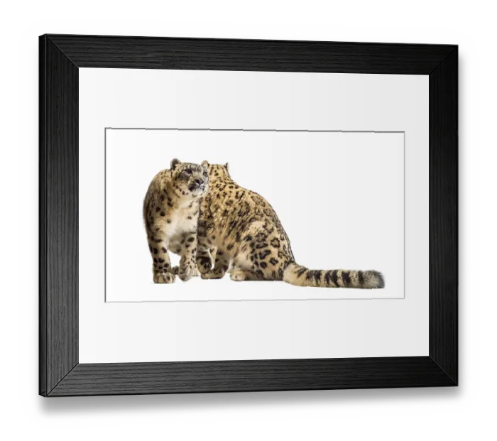 Framed Print : Snow leopards, Panthera uncia, also known as the ounce sitting against white background