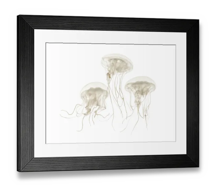 Framed Print : Disc jellyfish, Sanderia malayensis Framed Print : Disc jellyfish, Sanderia malayensis
