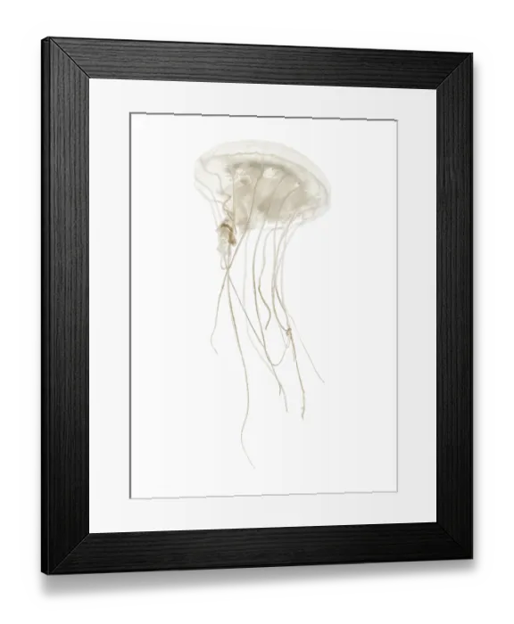 Framed Print : Disc jellyfish, Sanderia malayensis