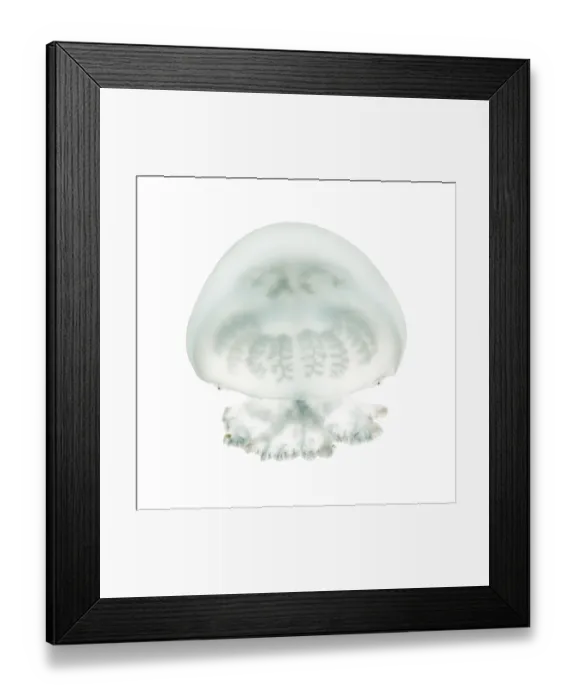 Framed Print : Cannonball jellyfish or cabbagehead jellyfish