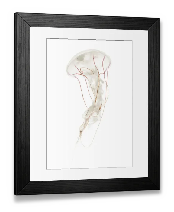 Framed Print : Purple-striped jellyfish, Chrysaora colorata